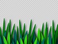 Vector green grass border.