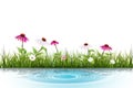 Vector Green grass, white daisy flower with reflection in water Royalty Free Stock Photo