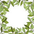 Vector green laurus leaf. Leaf plant botanical garden floral foliage. Frame border ornament square.