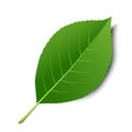 Vector green leaf