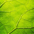 Vector green leaf macro background. EPS 10 Royalty Free Stock Photo