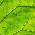Vector green leaf macro background. EPS 8 Royalty Free Stock Photo