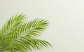 green leaf of palm tree on gray background Royalty Free Stock Photo
