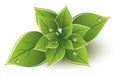 vector green leaves eco design Royalty Free Stock Photo