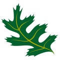 Leaf Oak