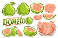 Vector Green Pomelo Set