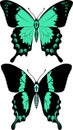 vector green swallowtail butterfly ans sea green swallowtail butterfly