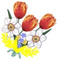 Vector flowers: bouquet of tulips, daffodils, mimosa and other spring flowers on a white background. Beautiful spring