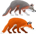 Vector Grey Fox Urocyon cinereoargenteus and red fox Vulpes vulpes