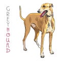 Vector Greyhound Dog breed