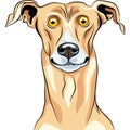 vector Greyhound Dog breed smile