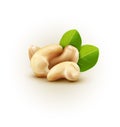 Vector group of cashew nuts isolated on white background