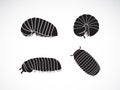 Vector of group of pill millipede wormOniscomorpha isolated on a white background. Worm icon or logo., Glomerida. Insect. Animal