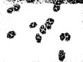 Vector grunge texture of dog paw prints on wet snow. Using the effect of distress, weathering, chips, scuffs, dust, dirt, large Royalty Free Stock Photo