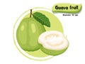 Vector Guava fruit isolated on color background,illustrator 10 eps Royalty Free Stock Photo