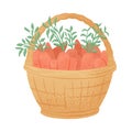 Vector habd drawn basket with carrots illustration in cartoon style. Bright carrot vegetables.