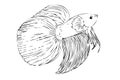 Vector Hand Draw Outline, Betta, Siamese fighting Fish or cupang, isolated on white