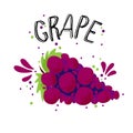 Vector hand draw red grape illustration. Blue grapes with juice splash isolated on white background. Textured grape with