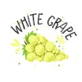 Vector hand draw white grape illustration. Yellow grapes with juice splash isolated on white background. Textured grape