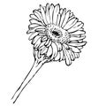 Vector hand drawing black and white gerbera flower Royalty Free Stock Photo