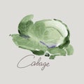 Vector hand drawing cabbage. Realistic image