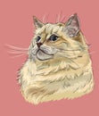Vector hand drawing colorful cat 10
