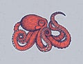 Vector hand drawing design with an octopus isolated from background.