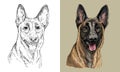 Vector hand drawing dog Belgian shepherd monochrome and color