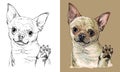 Vector hand drawing dog Chihuahua monochrome and color Royalty Free Stock Photo