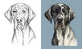 Vector hand drawing dog Great dane monochrome and color Royalty Free Stock Photo