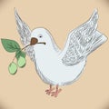 Hand drawing dove with an olive