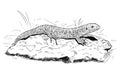 Vector Hand Drawing of Female Sand Lizard Sitting on Stone