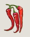 Vector hand drawing red hot peppers Royalty Free Stock Photo