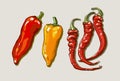 Vector hand drawing red hot peppers Royalty Free Stock Photo