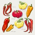 Vector hand drawing red hot peppers Royalty Free Stock Photo