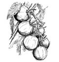 Vector Hand Drawing of Ripe Tomatoes Growing on Branch