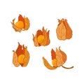 Set of physalis colored