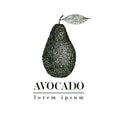 Vector hand drawn avocado. Tropical summer fruit retro style illustration. Detailed food drawing. Great for label