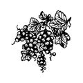 Vector hand drawn Berries currant branch hand drawn illustration on white background.