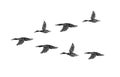 Vector hand drawn black flock of flying duck Royalty Free Stock Photo