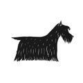 Vector hand drawn black Scottish terrier dog Royalty Free Stock Photo