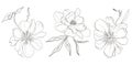 Vector hand-drawn black white peony flowers drawings. Beautiful monochrome abstract flower illustration. Hand drawn floral sketch