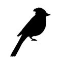 Vector hand drawn blue jay bird silhouette Royalty Free Stock Photo