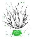 Vector hand drawn botanical Aloe Vera. Engraved illustration