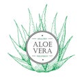 Vector hand drawn botanical Aloe Vera.