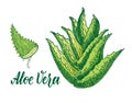 Vector hand drawn botanical aloe vera. Aloe plant, branch, aloe juice sketch. Collection with engraving. Royalty Free Stock Photo