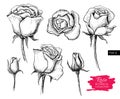 Vector hand drawn botanical rose set. Engraved collection