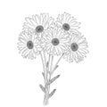 Vector hand-drawn bouquet of 5 daisies Royalty Free Stock Photo