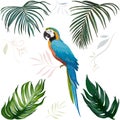 Vector hand drawn bright blue macaw bird and palm leaves on white background isolated Royalty Free Stock Photo