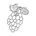 Vector hand drawn Bunch of grapes outline doodle icon. Object isolated on white background. Doodle style. Grape vector Royalty Free Stock Photo
